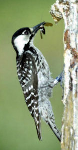 lores_Red-cockaded Woodpecker